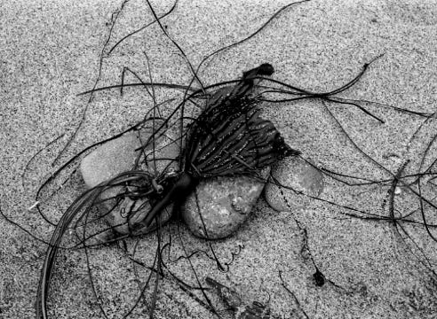 Featherboa Kelp on Rock and Sand