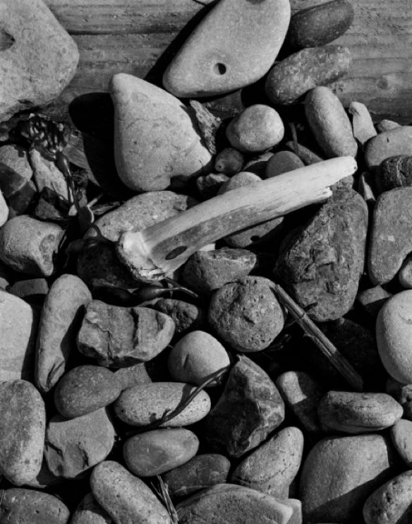 Driftwood on Rocks