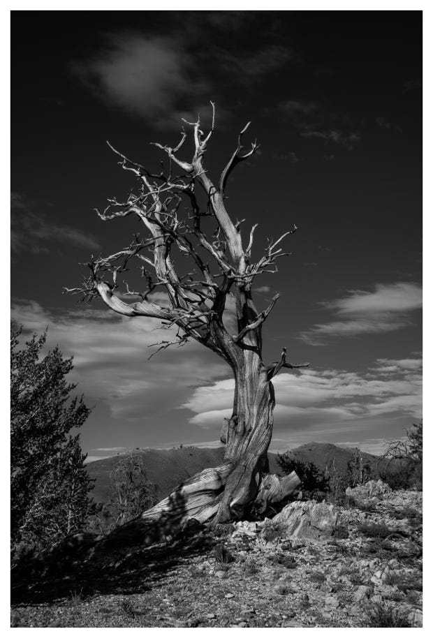 Bristlecone - Inyo Mountain